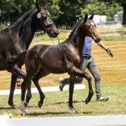 Hengstfohlen v. De Beau-Sandro Classic