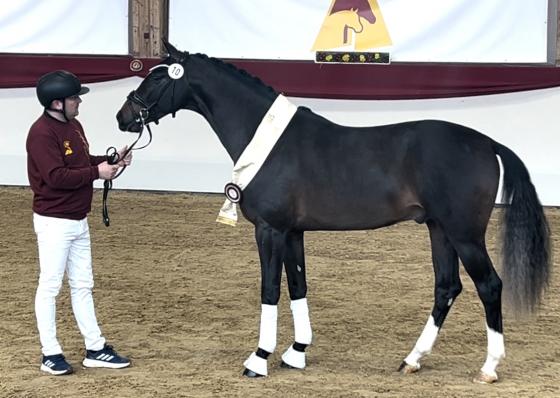 Junghengst von Chubakko-Ferragamo, Foto: Almuth Blaschke